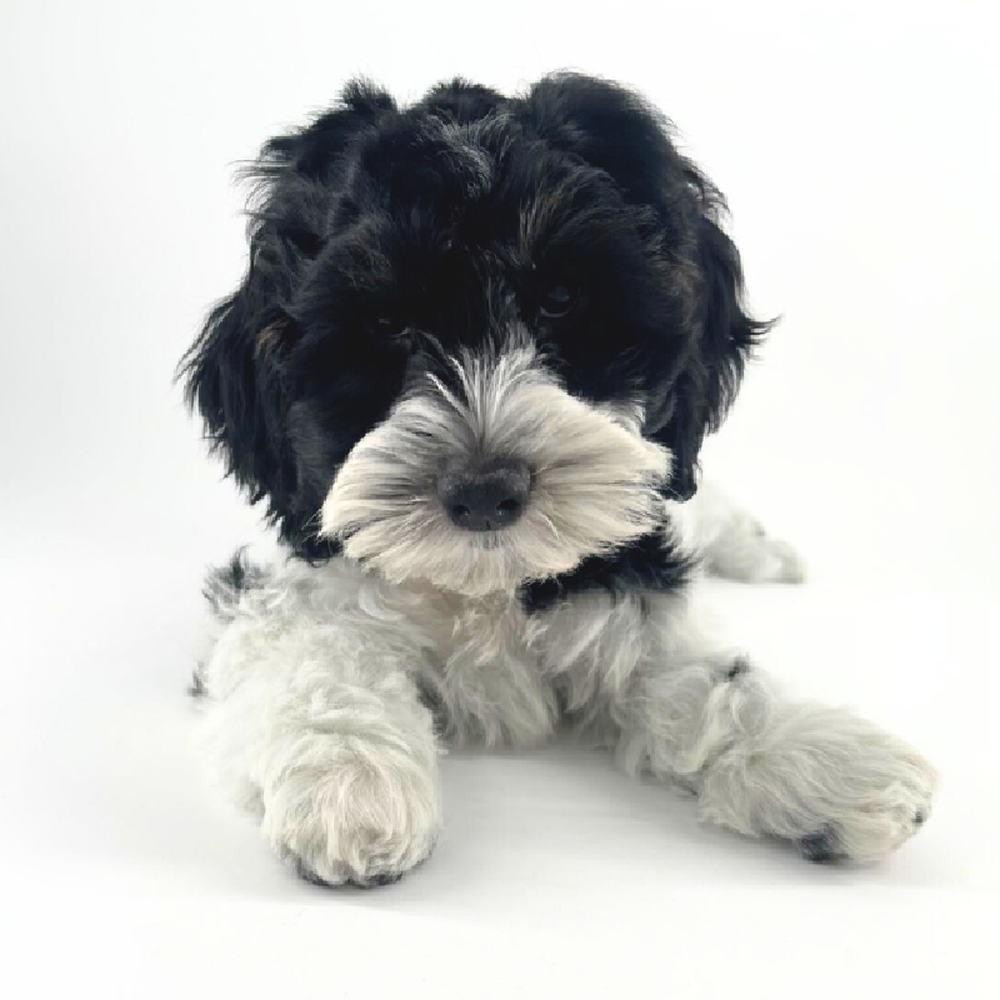 Image of a pet breed in the gallery