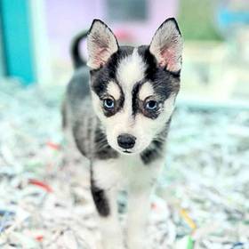 Alaskan Klee Kai