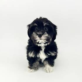 Havanese