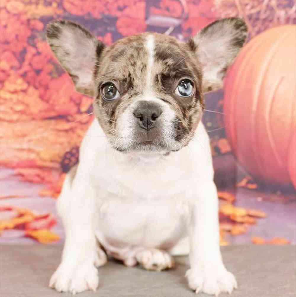 Image of a pet breed in the gallery