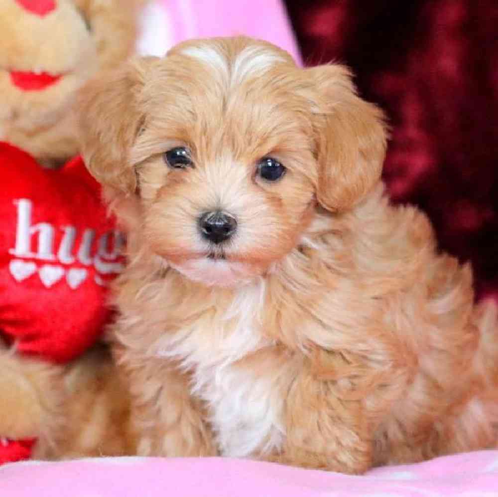 Morkie poo fashion puppies