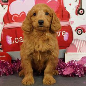 2nd Gen Mini Goldendoodle