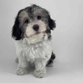 Havanese