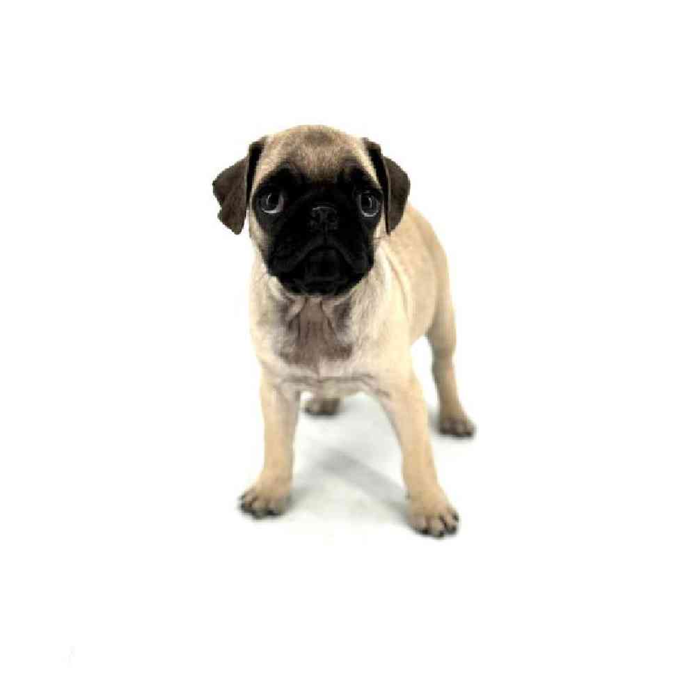 Image of a pet breed in the gallery