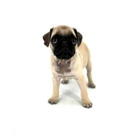 Pug