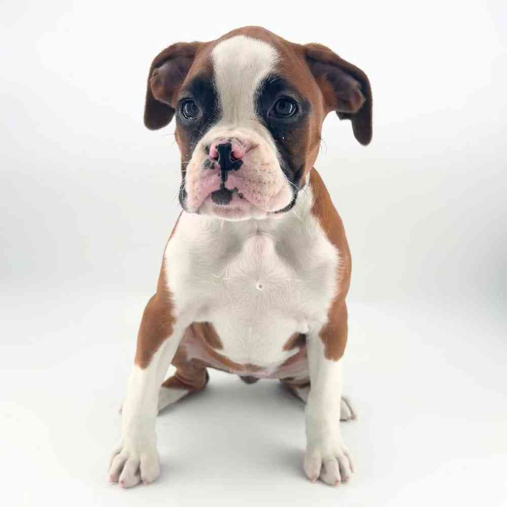 Image of a pet breed in the gallery