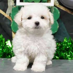 Bichon