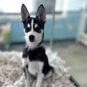 Alaskan Klee Kai