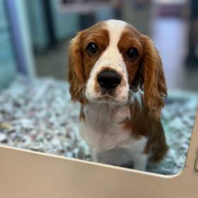 Cavalier King Charles Spaniel