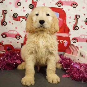 Goldendoodle