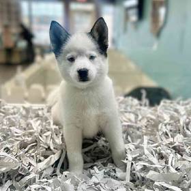 Pomsky