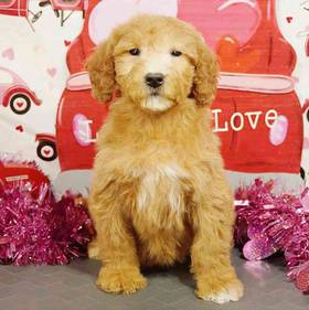 2nd Gen Mini Goldendoodle