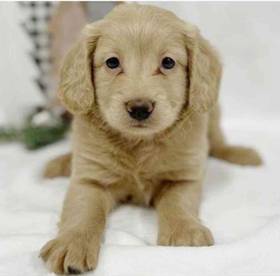 2nd Gen Mini Goldendoodle