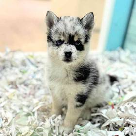 Pomsky