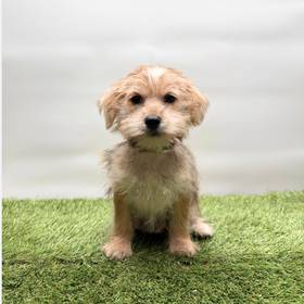 Morkie