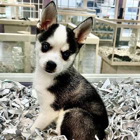 Alaskan Klee Kai