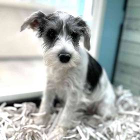 Mini Schnauzer