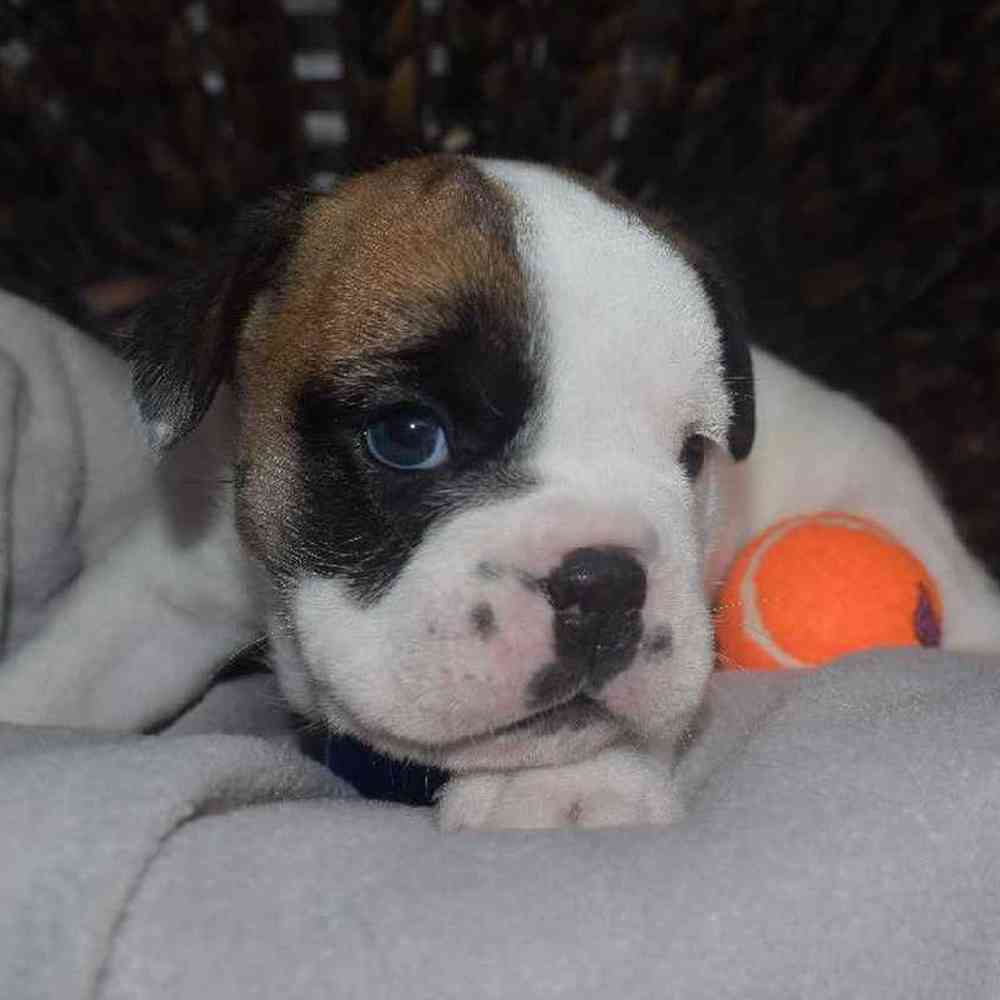 Information on Bulldoggle Puppies for Sale in Arizona