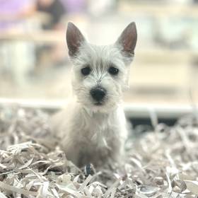 West Highland White Terrier