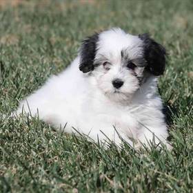 Coton De Tulear