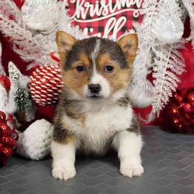 Pembroke Welsh Corgi