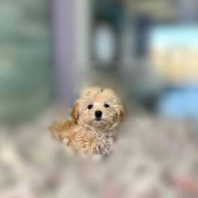 Maltipoo