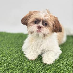 Shih Tzu