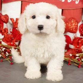 Bichon