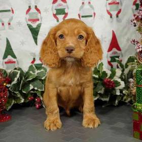 Cocker Spaniel