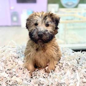 Soft Coated Wheaten Terrier