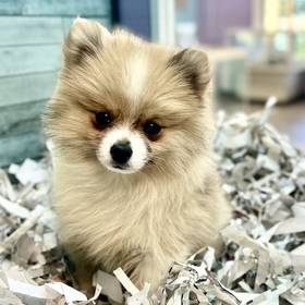 Pomeranian