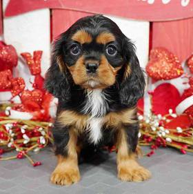 Cavalier King Charles Spaniel