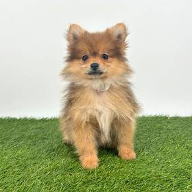 Pomeranian