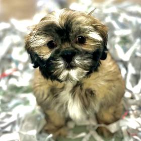 Shih Tzu