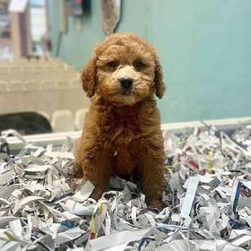 2nd Gen Mini Goldendoodle