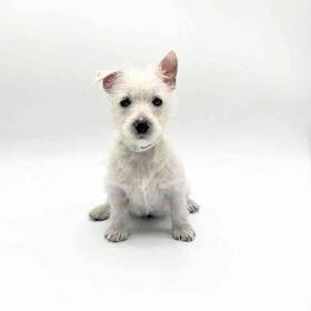 West Highland White Terrier