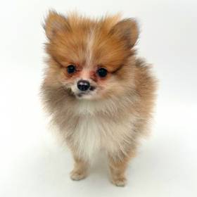 Pomeranian