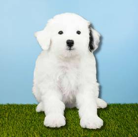 2nd Gen Mini Sheepadoodle