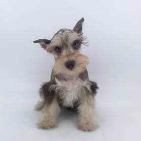 Mini Schnauzer