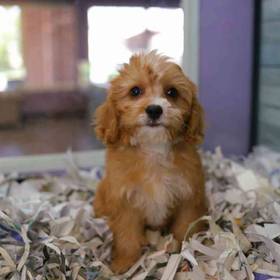 Cavapoo