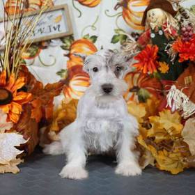 Mini Schnauzer