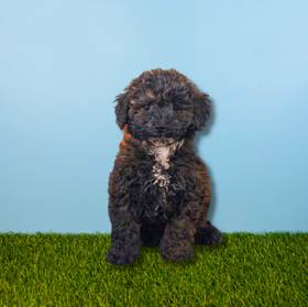 Coton Poodle