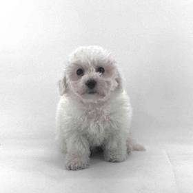 Bichon