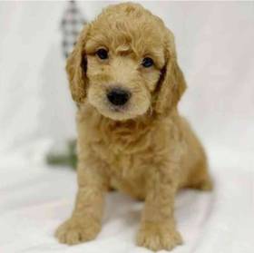 2nd Gen Mini Goldendoodle