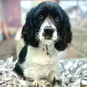 Cocker Spaniel