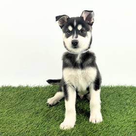 Alaskan Klee Kai