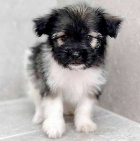 Havanese