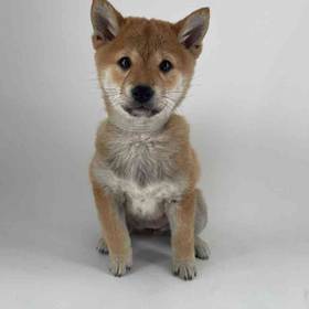 Shiba Inu