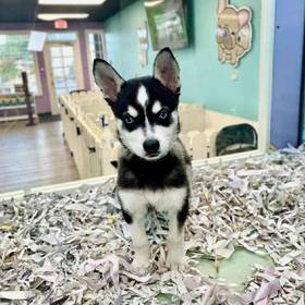 Alaskan Klee Kai