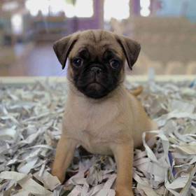 Pug